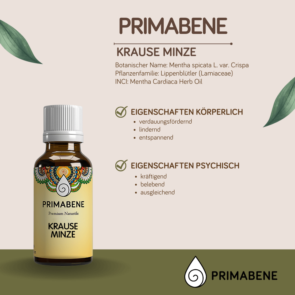 Bild von Krause Minze (Spearmint) , 100% rein ätherisches Öl